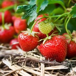 Arata mai multe informatii pentru Stoloni de caspuni Picture of Stoloni de caspuni