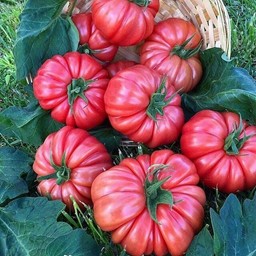 Arata produsele din categorie Seminte de tomate roz Picture for category Seminte de tomate roz