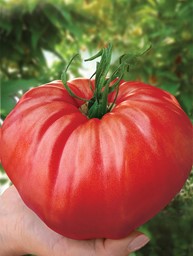 Arata mai multe informatii pentru Rasaduri de Rosii " Rosia bunicii " Picture of Rasaduri de Rosii " Rosia bunicii "