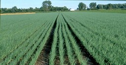 Arata mai multe informatii pentru Rasaduri de ceapa verde Picture of Rasaduri de ceapa verde