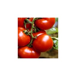 Arata produsele din categorie Seminte de Rosii Alungite Picture for category Seminte de Rosii Alungite