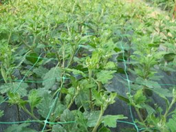 Arata mai multe informatii pentru Plasa sustinere plante Picture of Plasa sustinere plante