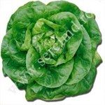 Arata mai multe informatii pentru Rasaduri de Salata Verde Centore Picture of Rasaduri de Salata Verde Centore