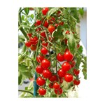 Arata mai multe informatii pentru Seminte de rosii cherry Katalina F1 Picture of Seminte de rosii cherry Katalina F1