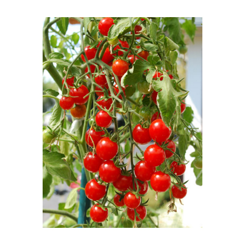 https://www.folie-solar.ro/Media/Thumbs/0000/0000391-seminte-de-rosii-cherry-katalina-f1.jpg