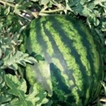 Arata mai multe informatii pentru Seminte de pepeni verzi Crimson Sweet Raci Picture of Seminte de pepeni verzi Crimson Sweet Raci