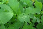Arata mai multe informatii pentru Seminte de plante aromatice & codimentare Leustean Izvor Picture of Seminte de plante aromatice & codimentare Leustean Izvor