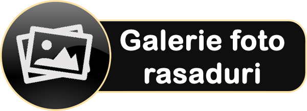 Galerie rasaduri de rosii