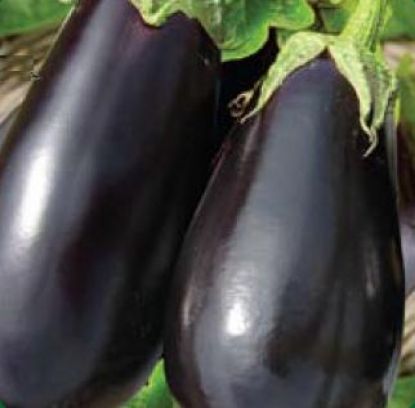 Poza cu Rasaduri de Vinete Aragon F1