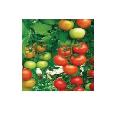 Poza cu Seminte de rosii Antalya RN F1