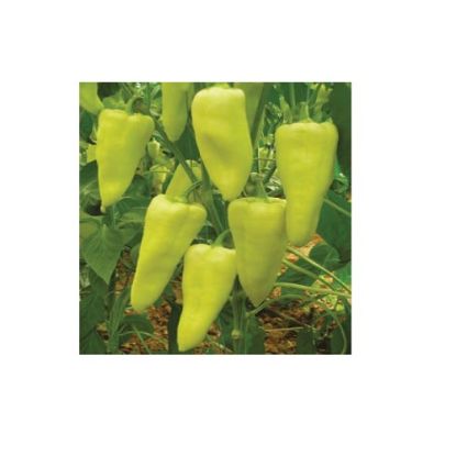 Poza cu Seminte de ardei gras Elmas F1