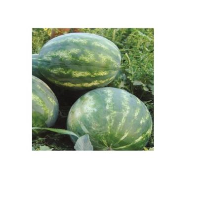 Poza cu Seminte de pepeni verzi Seker F1