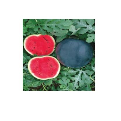 Poza cu Seminte de pepeni verzi Manisa F1