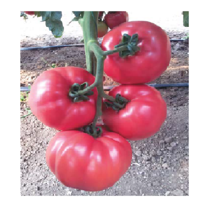 Poza cu Rasaduri de Rosii roz Gusto Pink F1 ( varianta imbunatatita Pink Rock )