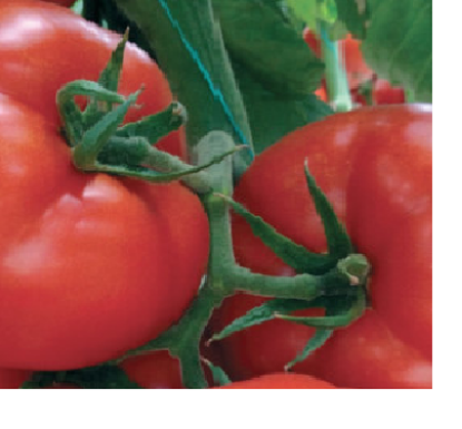 Rasaduri de rosii Eurasia (Asia) F1