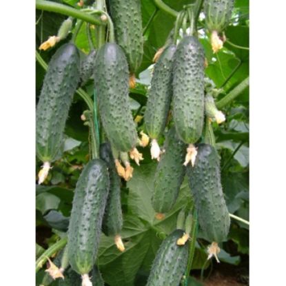 Rasaduri de Castraveti Capricorn F1