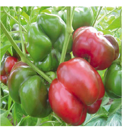 Poza cu Rasaduri de Gogosar Bihar F1