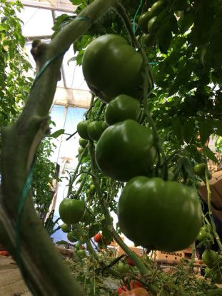 Rasaduri de Rosii roz Gusto Pink F1 ( varianta imbunatatita Pink Rock )