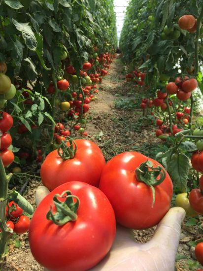 Poza cu Seminte de rosii Antalya RN F1