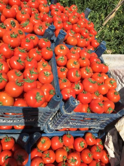 Poza cu Seminte de rosii Antalya RN F1