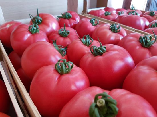 Poza cu Seminte de rosii roz Pink Rock F1