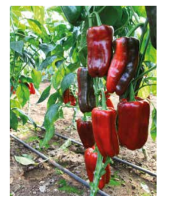 Poza cu Seminte de ardei kapia urias 133-414 F1