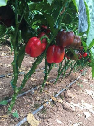 Seminte de ardei gras rosu Aktor F1