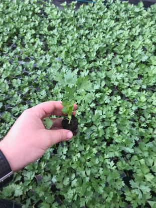 Rasaduri de telina Prinz F1