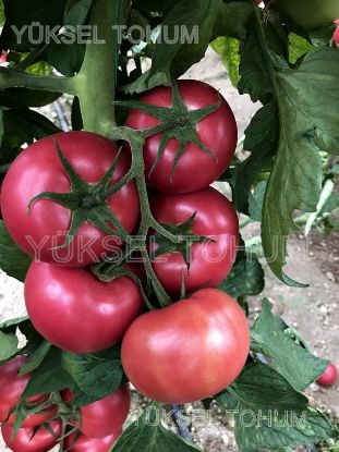 Poza cu Seminte de rosii roz Gusto Pink (162-334) F1