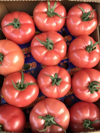 Poza cu Seminte de rosii roz Pink Rock F1