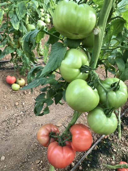 Poza cu Seminte de rosii roz Pink Rock F1