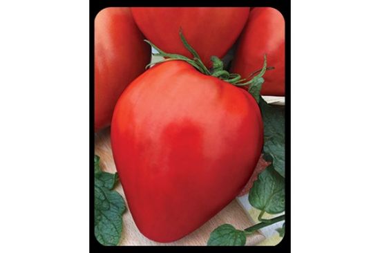 Poza cu Rasaduri de rosie inima de bou rosu