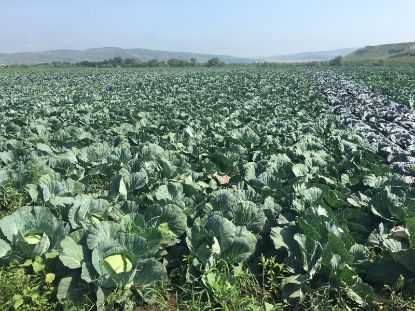 Poza cu Rasaduri de Varza extratimpurie Jetma F1