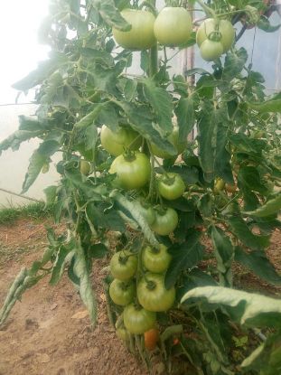 Rasaduri de Rosii - Buzau 1600