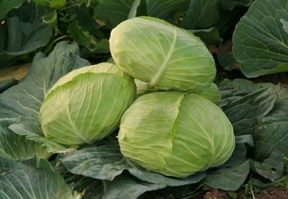 Poza cu Rasaduri de Varza de toamna Beverly Hills F1, Caruso F1 si Supreme Queen F1