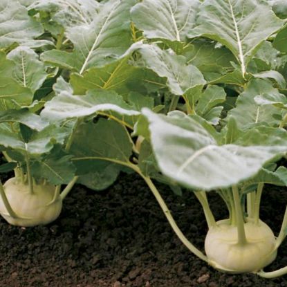 Poza cu Rasaduri de gulii Korist F1