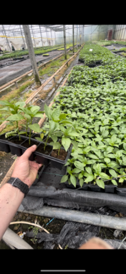 Poza cu Rasaduri de Castraveti Capricorn F1