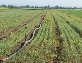 Poza pentru categoria Irigare prin Aspersie