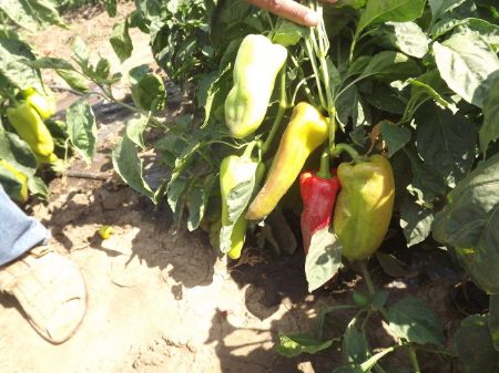 Poza pentru categoria Seminte de Ardei