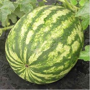 Poza pentru categoria Seminte de Pepeni verzi