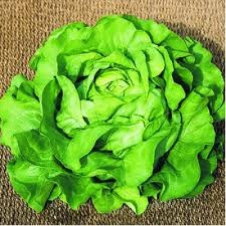 Poza pentru categoria Seminte de Salata