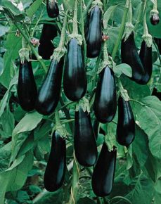 Poza pentru categoria Seminte de Vinete