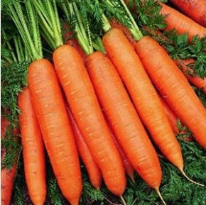 Poza pentru categoria Seminte de Morcovi