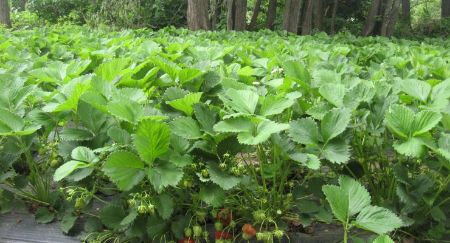 Poza pentru categoria Stoloni capsuni