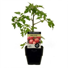 Poza pentru categoria Rasaduri de Rosii