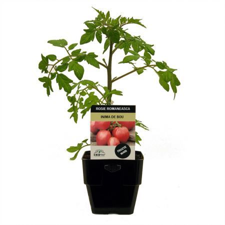 Poza pentru categoria Rasaduri de Rosii