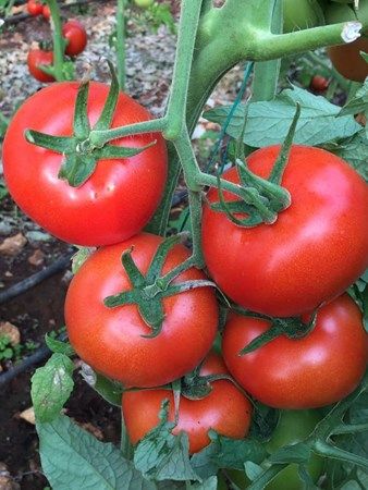 Poza pentru categoria Seminte de Rosii Nedeterminate