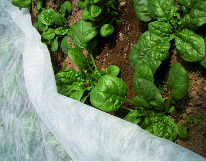 Folie anti îngheț Agril