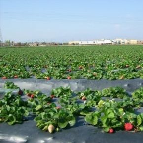 Poza pentru categoria Folii de Mulcire