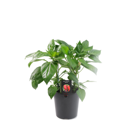 Poza pentru categoria Rasaduri de legume